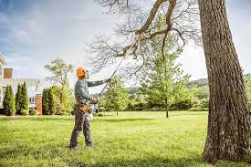 Tree and Shrub Care in Alexandria, VA