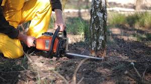 Reliable Alexandria, VA Tree Removal Solutions
