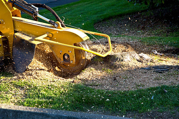 Best Fruit Tree Pruning  in Alexandria, VA